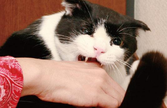 梦见被猫咬了