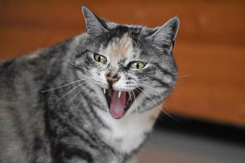 梦见被猫咬手 梦见被猫咬手