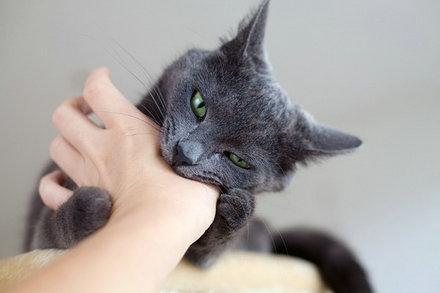 梦见手被猫咬