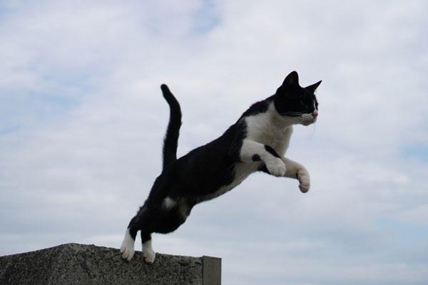 梦见猫扑向自己 梦见猫扑向自己
