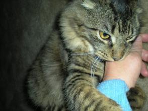 梦见猫咬我手
