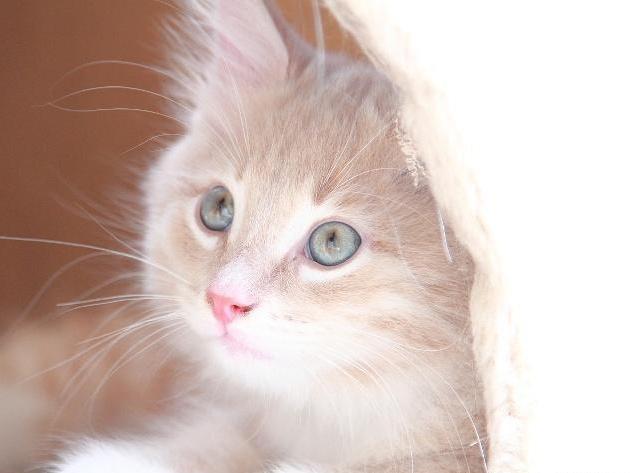 梦见买猫