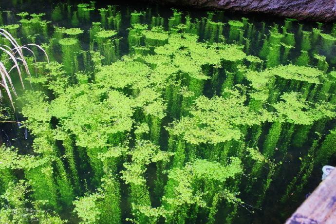 梦见水藻 梦见水藻