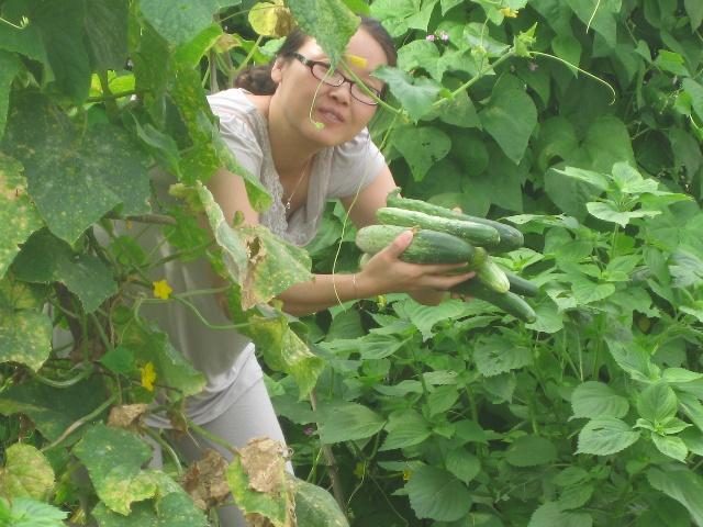 梦见摘黄瓜