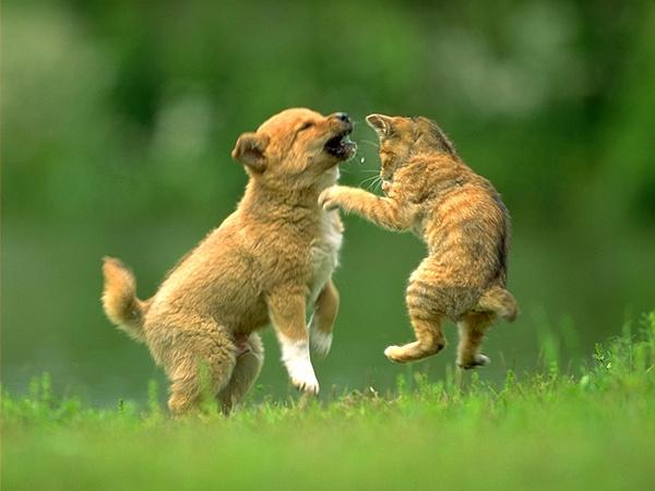 梦见猫和狗