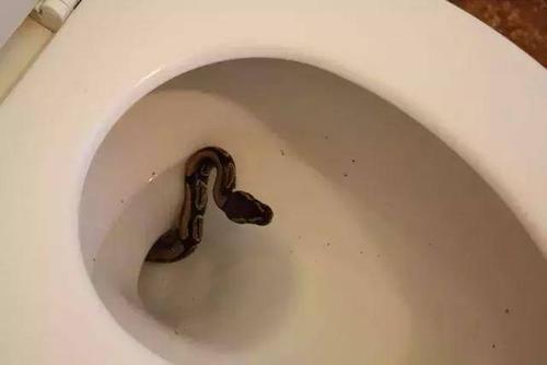 梦见茅坑满了
