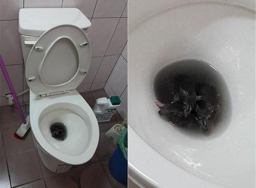 梦见厕所里有老鼠