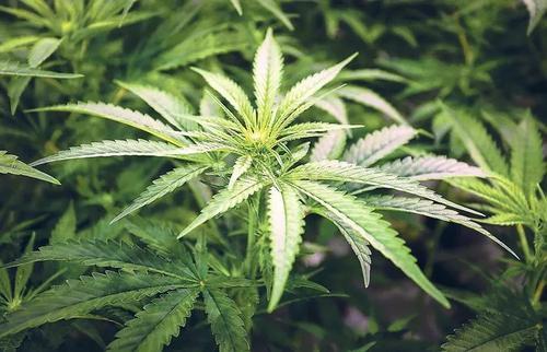 梦见大麻 梦见大麻