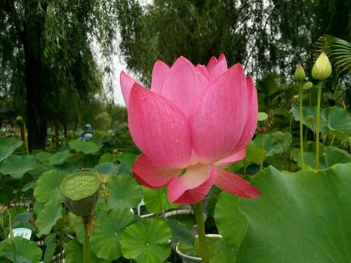 梦见各种各样的花