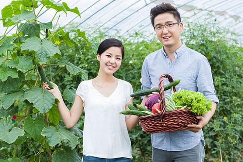 梦见自己摘菜