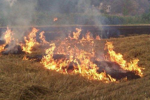 梦见庄稼地里着火了