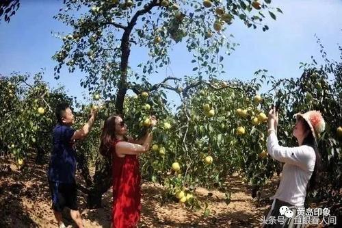 梦见送梨给别人