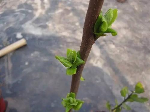 梦见树木发芽