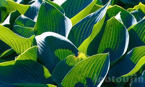 梦见绿植茂盛