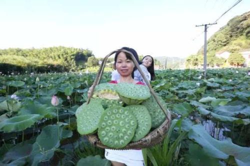 梦见采莲子