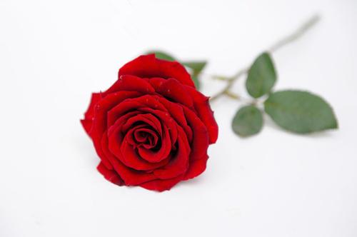 梦见有人送我花