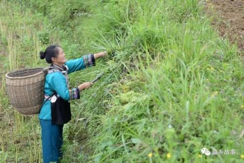 梦见割牛草