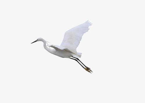 梦见白鹤