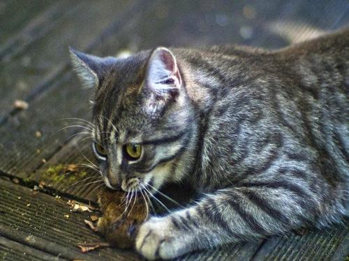 梦见猫捉老鼠