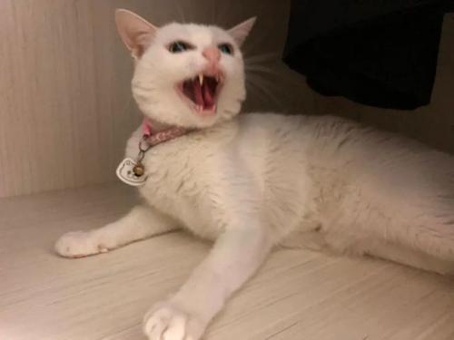 梦见一群猫追我