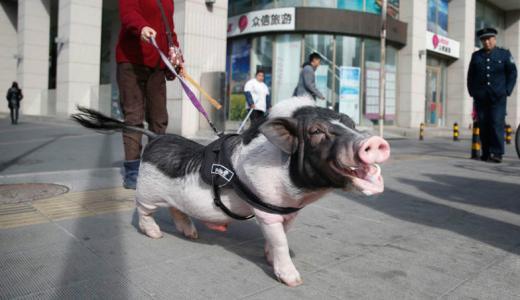梦见猪咬人