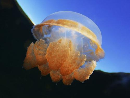 梦见海蜇