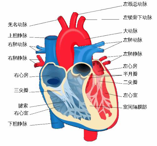 梦见心脏