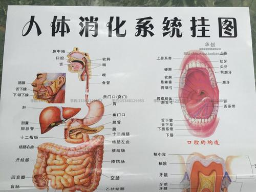 梦见肠子小肠