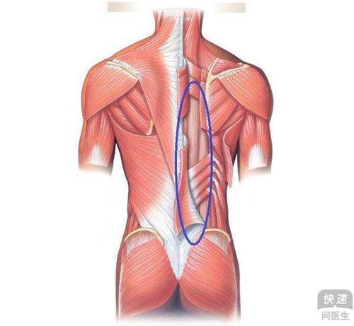 梦见腰部