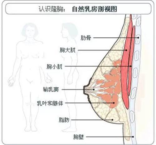 梦见胸部变大