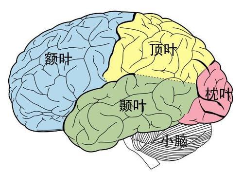 梦见脑袋