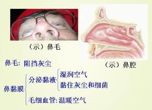 梦见鼻毛