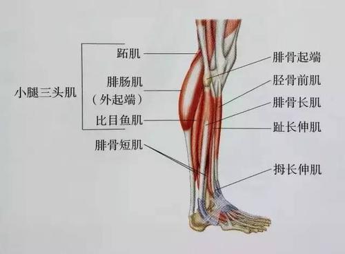 梦见小腿