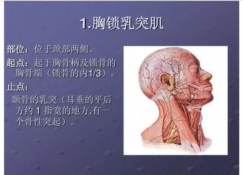 梦见颈项