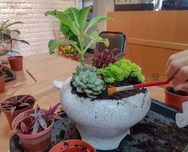 梦见整理盆栽