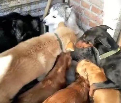 梦见被一群狗围困