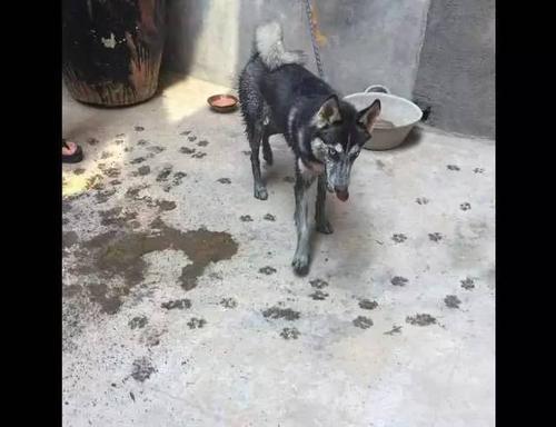 梦见掉粪坑