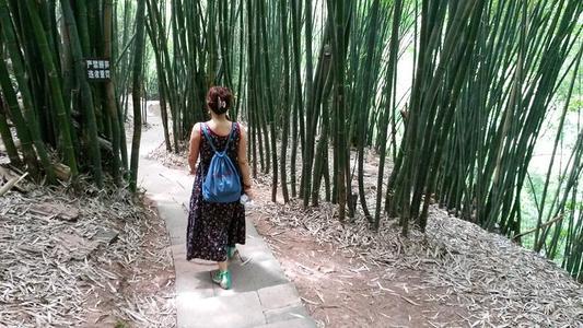 梦见竹林中漫步