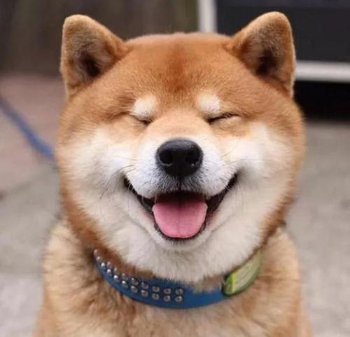 梦见傻笑