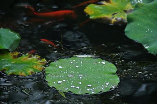 梦见雨中