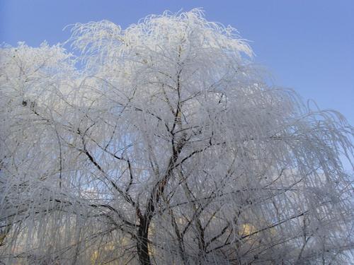 梦见霜