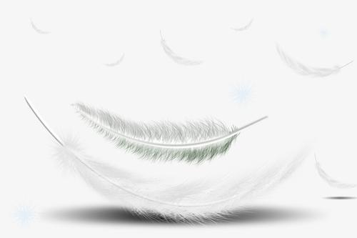 梦见大羽毛
