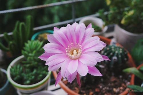 梦见开花