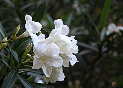 梦见白花