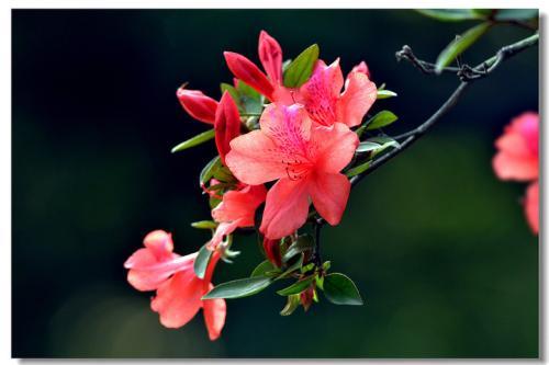 梦见杜鹃花