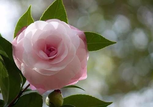 梦见茶花