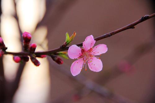 梦见花蕾