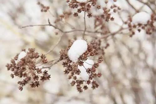 梦见雪中开花