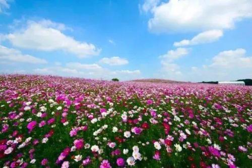 梦见一片花海