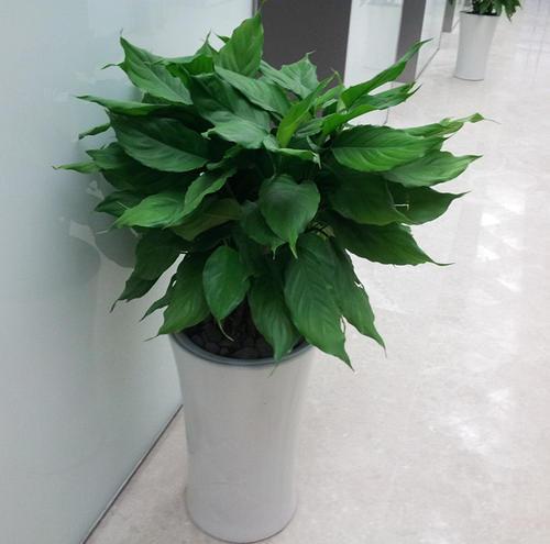 梦见万年青